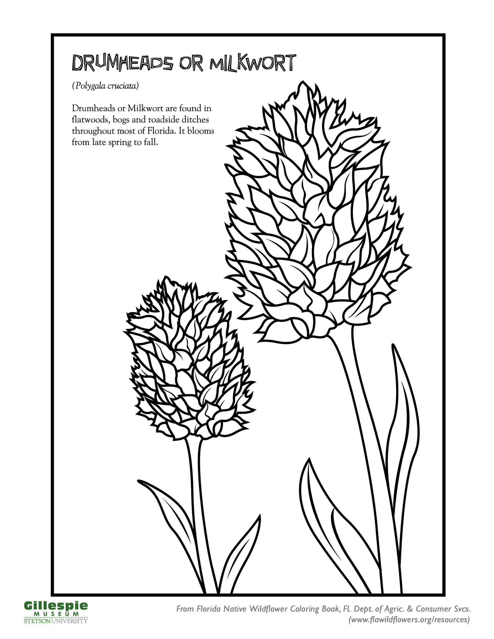 Sandhill Ecosystem Stetson University